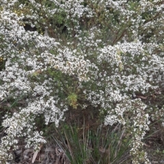Thryptomene ericaea at suppressed - 28 Aug 2021 05:09 PM
