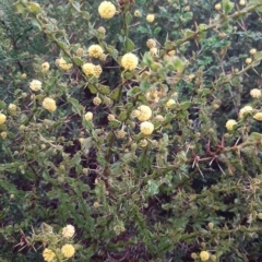 Acacia paradoxa (Kangaroo Thorn) at Ballast Head, SA - 28 Aug 2021 by laura.williams