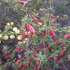 Stenanthera conostephioides (Flame Heath) at Ballast Head, SA - 28 Aug 2021 by laura.williams