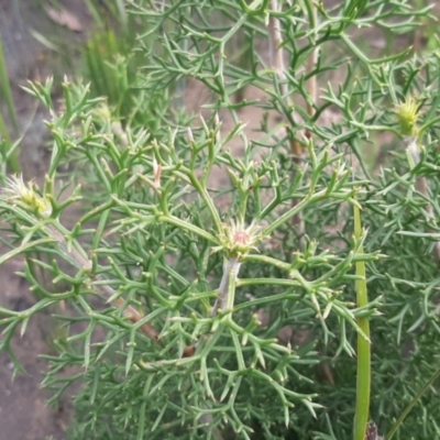 Petrophile multisecta (Kangaroo Island Conesticks) at Gosse, SA - 29 Aug 2021 by laura.williams