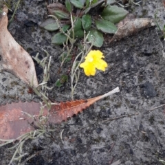 Goodenia blackiana (Black's Goodenia) at Gosse, SA - 29 Aug 2021 by laura.williams