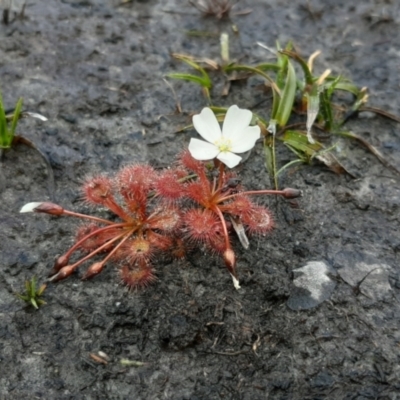 Drosera whittakeri (Scented Sundew) at Gosse, SA - 29 Aug 2021 by laura.williams