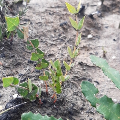 Platylobium obtusangulum (Holly Flat-pea) at Gosse, SA - 29 Aug 2021 by laura.williams