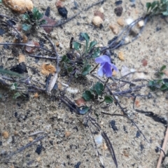 Viola sieberiana (A Violet) at Gosse, SA - 29 Aug 2021 by laura.williams