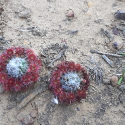 Drosera pygmaea (Tiny Sundew) at Newland, SA - 9 Apr 2021 by laura.williams