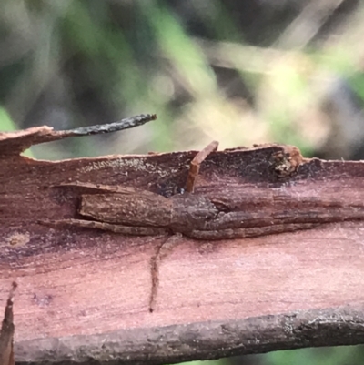 Synalus angustus (Narrow crab spider) at Curtin, ACT - 15 Sep 2021 by Tapirlord