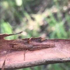 Synalus angustus at Curtin, ACT - 15 Sep 2021 04:31 PM