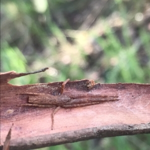 Synalus angustus at Curtin, ACT - 15 Sep 2021