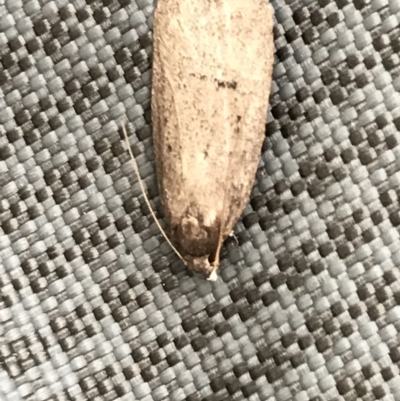 Oecophoridae (family) (Unidentified Oecophorid concealer moth) at Curtin, ACT - 15 Sep 2021 by Tapirlord