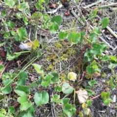 Muehlenbeckia adpressa (Climbing Lignum) at Newland, SA - 18 Sep 2021 by laura.williams