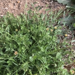 Cotula australis at Garran, ACT - 17 Sep 2021