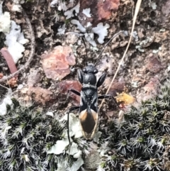 Dieuches sp. (genus) (Black and White Seed Bug) at Garran, ACT - 17 Sep 2021 by Tapirlord