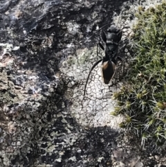 Dieuches maculicollis at Garran, ACT - 17 Sep 2021