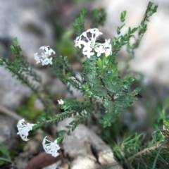 Pimelea glauca (Smooth Rice Flower) at Karatta, SA - 18 Sep 2021 by laura.williams