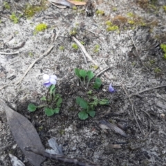 Viola sieberiana (A Violet) at Newland, SA - 18 Sep 2021 by laura.williams