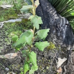 Lasiopetalum schulzenii (Drooping Velvet-bush) at Newland, SA - 18 Sep 2021 by laura.williams