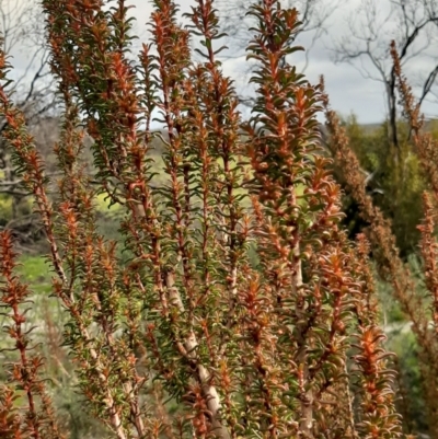 Gyrostemon australasicus (False Buckbush) at Karatta, SA - 18 Sep 2021 by laura.williams