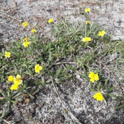 Goodenia geniculata (Bent Goodenia) at Newland, SA - 18 Sep 2021 by laura.williams