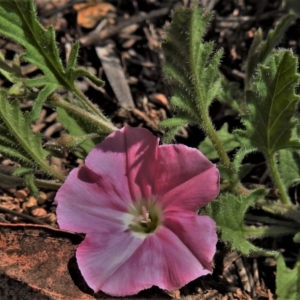 Convolvulus angustissimus subsp. angustissimus at Tennent, ACT - 19 Sep 2021