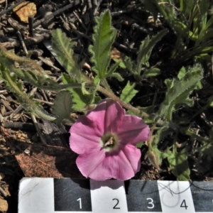 Convolvulus angustissimus subsp. angustissimus at Tennent, ACT - 19 Sep 2021