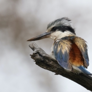 Todiramphus pyrrhopygius at Majura, ACT - 19 Sep 2021