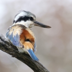 Todiramphus pyrrhopygius at Majura, ACT - 19 Sep 2021