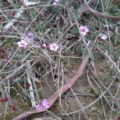 Euryomyrtus ramosissima subsp. ramosissima (Rosy Baeckea, Rosy Heath-myrtle) at Parndana, SA - 16 Sep 2021 by laura.williams