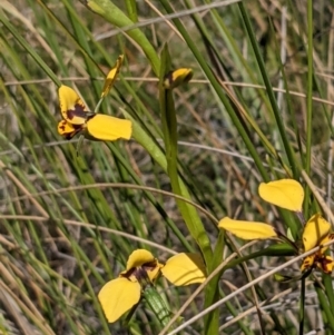 Diuris pardina at Downer, ACT - 17 Sep 2021