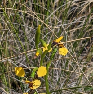 Diuris pardina at Downer, ACT - 17 Sep 2021