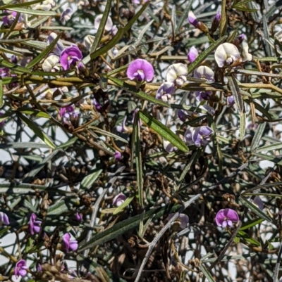 Glycine clandestina (Twining Glycine) at Downer, ACT - 17 Sep 2021 by abread111