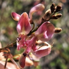 Indigofera adesmiifolia (Tick Indigo) at Tennent, ACT - 19 Sep 2021 by JohnBundock