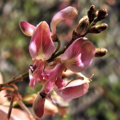 Indigofera adesmiifolia (Tick Indigo) at Tennent, ACT - 19 Sep 2021 by JohnBundock