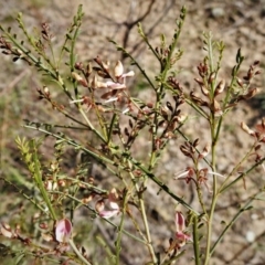 Indigofera adesmiifolia at Tennent, ACT - 19 Sep 2021