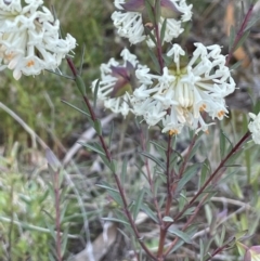 Pimelea glauca (Smooth Rice Flower) at Majura, ACT - 19 Sep 2021 by JaneR