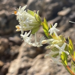 Pimelea linifolia (Slender Rice Flower) at Majura, ACT - 19 Sep 2021 by JaneR