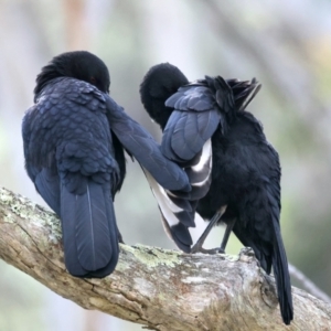 Corcorax melanorhamphos at Majura, ACT - 10 Sep 2021