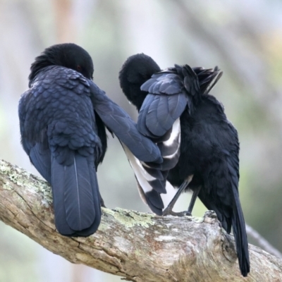 Corcorax melanorhamphos (White-winged Chough) at Majura, ACT - 9 Sep 2021 by jbromilow50