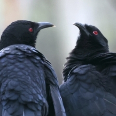 Corcorax melanorhamphos at Majura, ACT - 10 Sep 2021