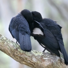 Corcorax melanorhamphos at Majura, ACT - 10 Sep 2021