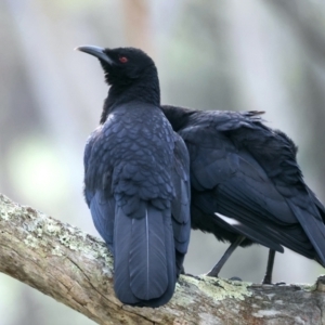 Corcorax melanorhamphos at Majura, ACT - 10 Sep 2021