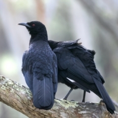 Corcorax melanorhamphos at Majura, ACT - 10 Sep 2021