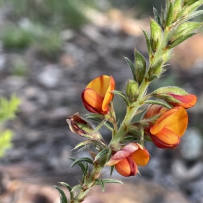 Pultenaea procumbens (Bush Pea) at Majura, ACT - 19 Sep 2021 by JaneR