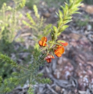 Pultenaea procumbens at Majura, ACT - 19 Sep 2021