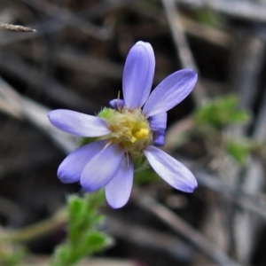 Vittadinia cuneata at Tennent, ACT - 19 Sep 2021