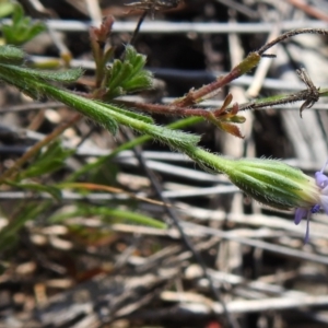 Vittadinia cuneata at Tennent, ACT - 19 Sep 2021 02:21 PM