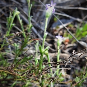 Vittadinia cuneata at Tennent, ACT - 19 Sep 2021 02:21 PM