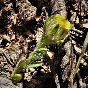 Triptilodiscus pygmaeus at Tennent, ACT - 19 Sep 2021