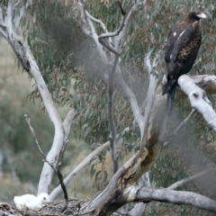 Aquila audax (Wedge-tailed Eagle) at Majura, ACT - 9 Sep 2021 by jb2602