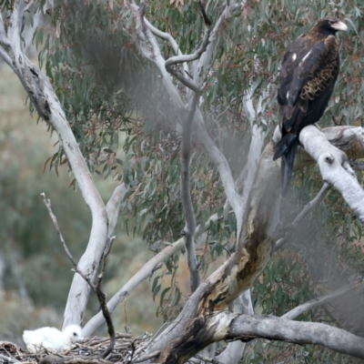 Aquila audax (Wedge-tailed Eagle) at Majura, ACT - 9 Sep 2021 by jbromilow50