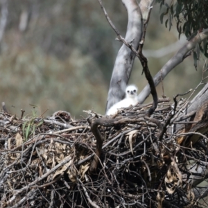 Aquila audax at Majura, ACT - 9 Sep 2021